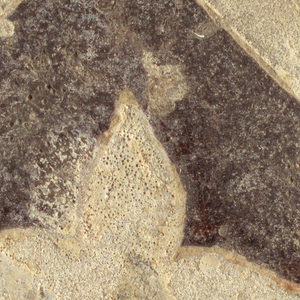 Tile,study Collection
