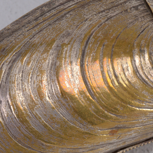 Mussel Shell Matchsafe, late 19th century