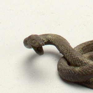 serpent Miniature