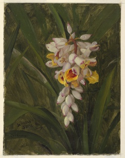 Drawing, Cardamom, Jamaica