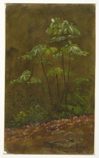 Drawing, Trumpet Trees, Jamaica
