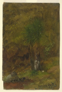 Drawing, Palm Trees, Jamaica