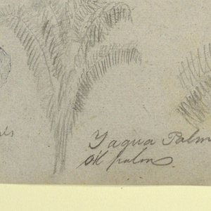Drawing, Series of Botanical Studies including an Alligator and a Monstrous Tree, seen from the Rio Magdalena, Colombia, 1853