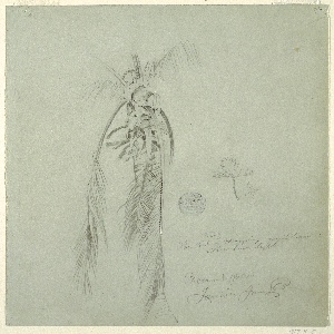 Drawing, Coconut Palm, Jamaica, June 14, 1865