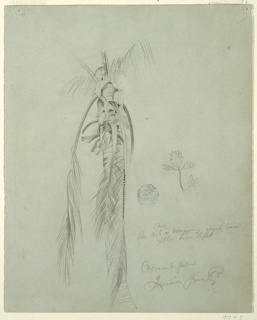 Drawing, Study.  "Cocoanut Palm Jamaica",  West Indies