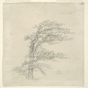 Drawing, A Pitch Pine, September 1844