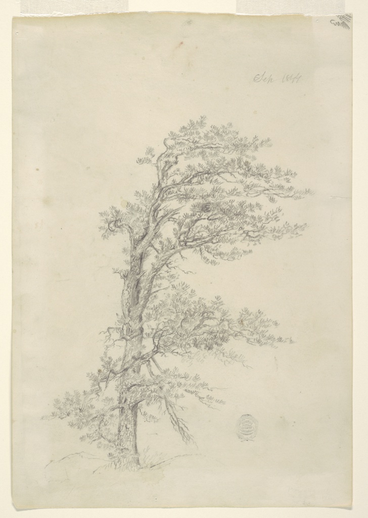 Drawing, A Pitch Pine, Catskill, New York Drawing, A Pitch Pine, Catskill, New York