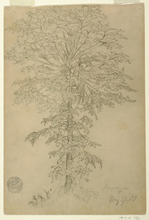 Drawing, Study.  Papaya tree in Ecuador.
