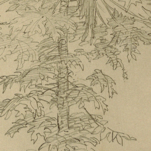 Drawing, Papaya Tree with Ripening Fruit, Ecuador, May 27, 1857