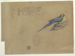 Drawing, Sketches of Guacamaya, Bogotá, Colombia