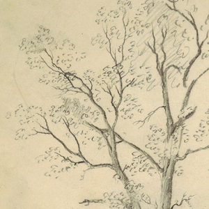 Drawing, Tree, September 1844
