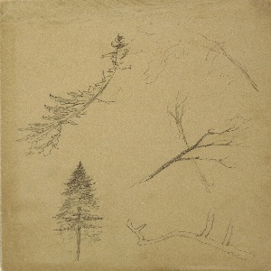 Drawing, Botanical Sketches, 1888