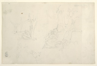Drawing, Gnarled Tree Trunks and a Grape Vine, Catskill, New York