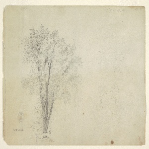Drawing, Trees, July 1844
