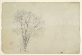 Drawing, Tree Sketches, Catskill, New York