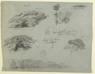 Drawing, Botanical Sketches from the Rio Magdalena, Colombia