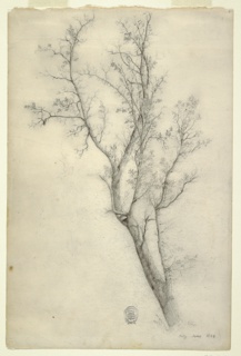 Drawing, Tree with Many Boughs, Catskill, New York