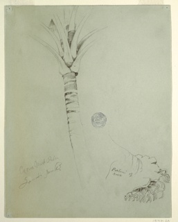 Drawing, Coconut Palm, Jamaica