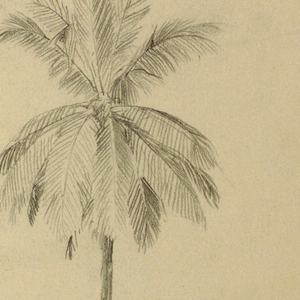 Drawing, Drawings.  Two sketches.  Palms., 1857