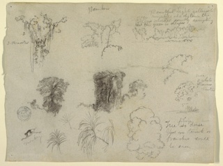 Drawing, Botanical sketches with a Monkey, Colombia or Ecuador