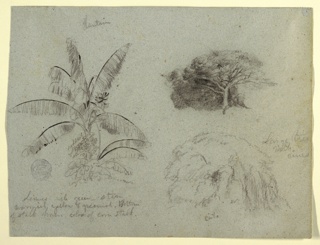 Drawing, Botanical Sketches, Colombia or Ecuador