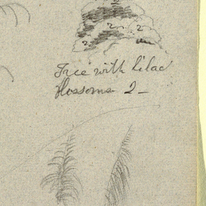 Drawing, Botanical Sketches, Colombia, 1853