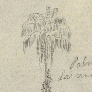 Drawing, Botanical sketches, 1853