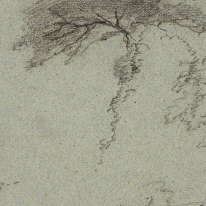 Drawing, Studies of Trees, Ecuador, 1853