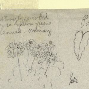 Drawing, Botanical Studies made from the Rio Magdalena, Colombia:  Parasite, Dead Tree, 1853
