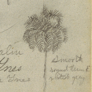 Drawing, San Jose de Lapas Church, Carapata and Botanical Studies, probably Colombia, 1853