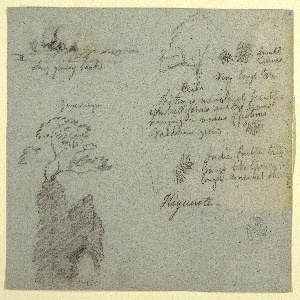 Drawing, Riverbank and Botanical Sketches from Higuerote, Ecuador, May 1853 ?
