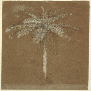 Drawing, Abaye Palm, Mt. Salus, Jamaica, June 1865