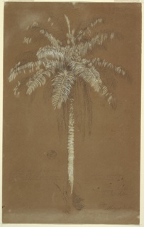 Drawing, Abaye Palm, Mt. Salus, Jamaica