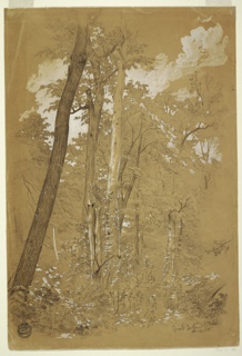 Drawing, Goat Island