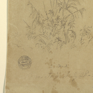 Drawing, Botanical sketches, "near Jorje", July 23, 1857