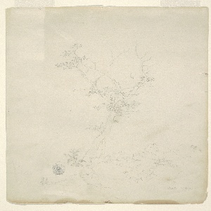 Drawing, Tree, July 1844