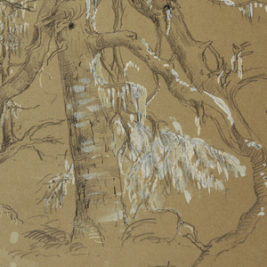 Drawing, A Gnarled Evergreen, Grand Manan, Canada, August 1851
