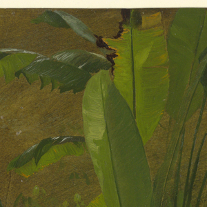 Drawing, Botanical Studies from Jamaica, West Indies, June 1887
