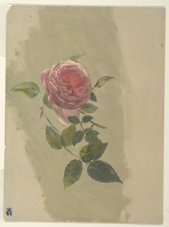 Drawing, A Rose Bough