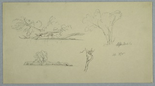Drawing, Trees near Mt. Katahdin, Maine