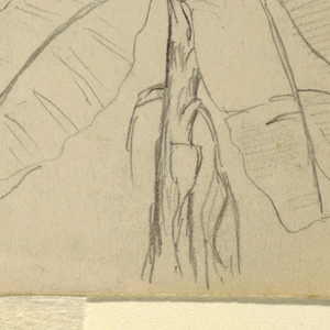 Drawing, Study of a Long-leaved Pl, May and June 1857