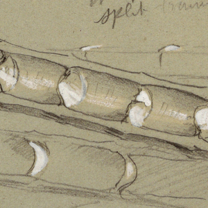 Drawing, Study of Bamboo, June 1857