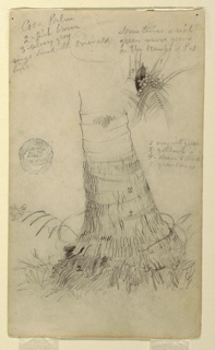Drawing, Coconut Palm, Ecuador