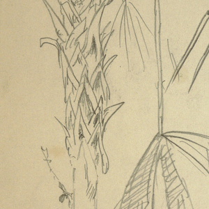 Drawing, Small Fan Palm, Jamaica, June 14, 1865