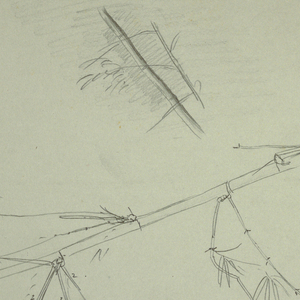 Drawing, Study of Bamboo, Jamaica, May–August 1865