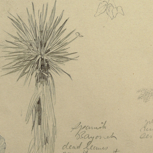 Drawing, Spanish Bayonet with a Tree and Five other Plant Studies, Jamaica, May 1865