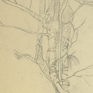 Drawing, Parasite Wound around a Tree Trunk, Jamaica, June 1865