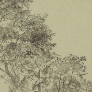 Drawing, Indian Tamarind Trees, Jamaica, July 1865
