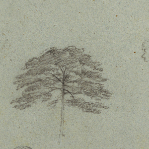 Drawing, Nature Studies from the Rio Magdalena, Colombia:  Trees, Vines and a Canoe, May 1853
