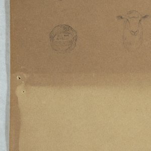 Drawing, Studies of Sheep, Ecuador or Colombia, 1853